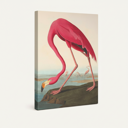 Stretched canvas flamingo Audubon print side view on warm cream background