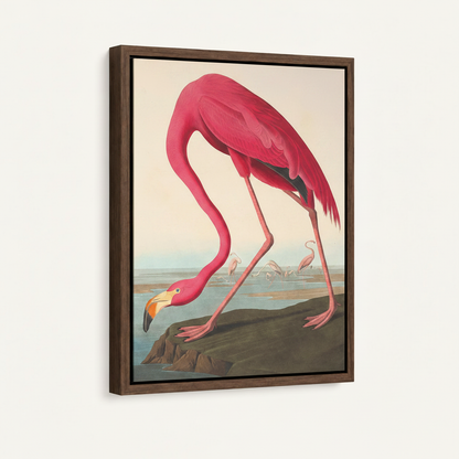 Stretched canvas flamingo Audubon print side view on warm cream background
